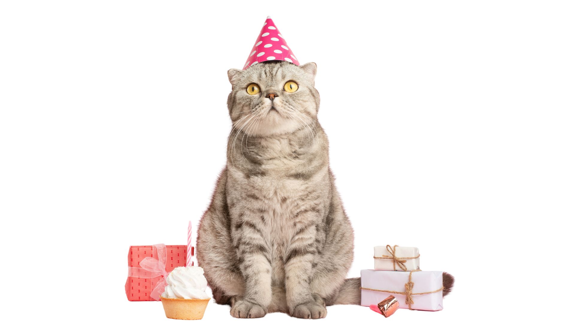 Through partnerships with major pet retailers across Southern Africa, Optigro products are readily available at pet stores near you. Complementing our locally manufactured range, we also import premium brands from around the globe, ensuring your pets receive only the best. At Optigro, we’re here to nurture happy, healthy companions—one quality product at a time.