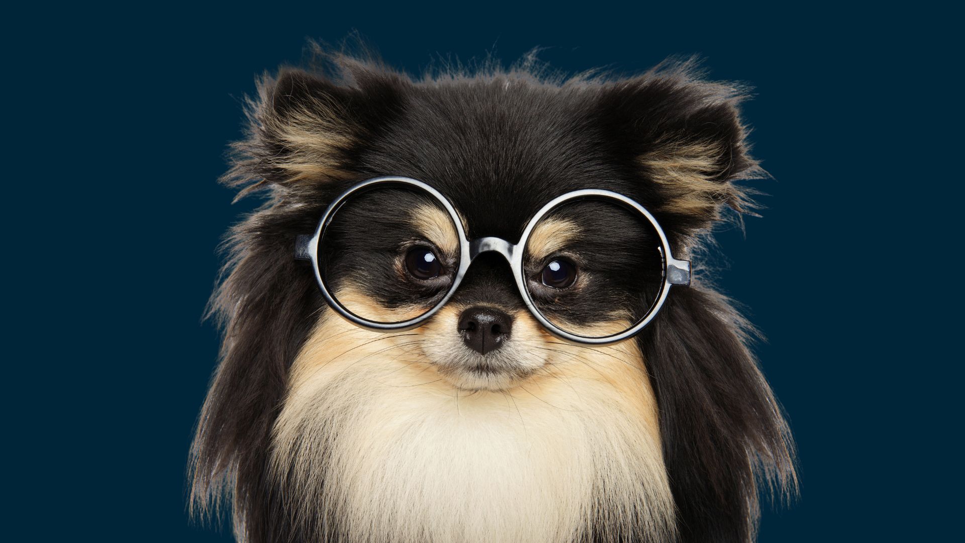 Optigro Pet Nutrition