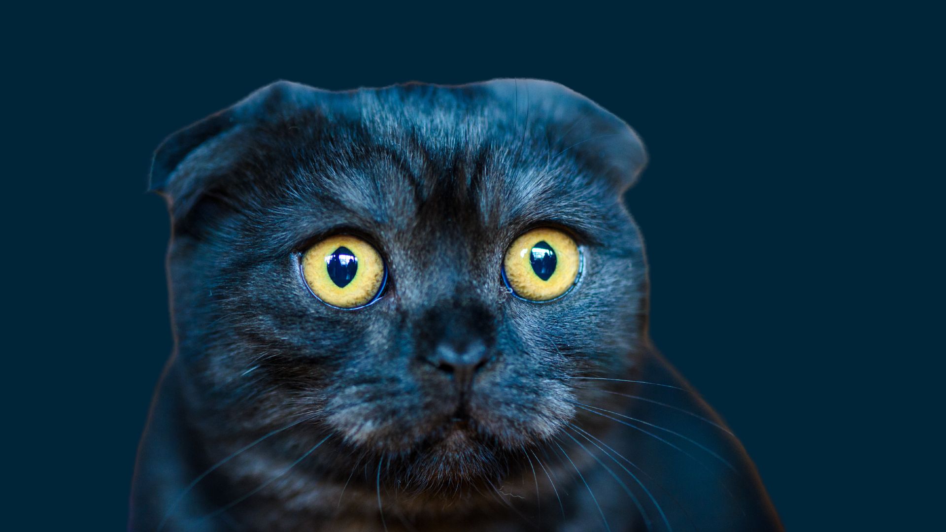 Optigro Pet Nutrition