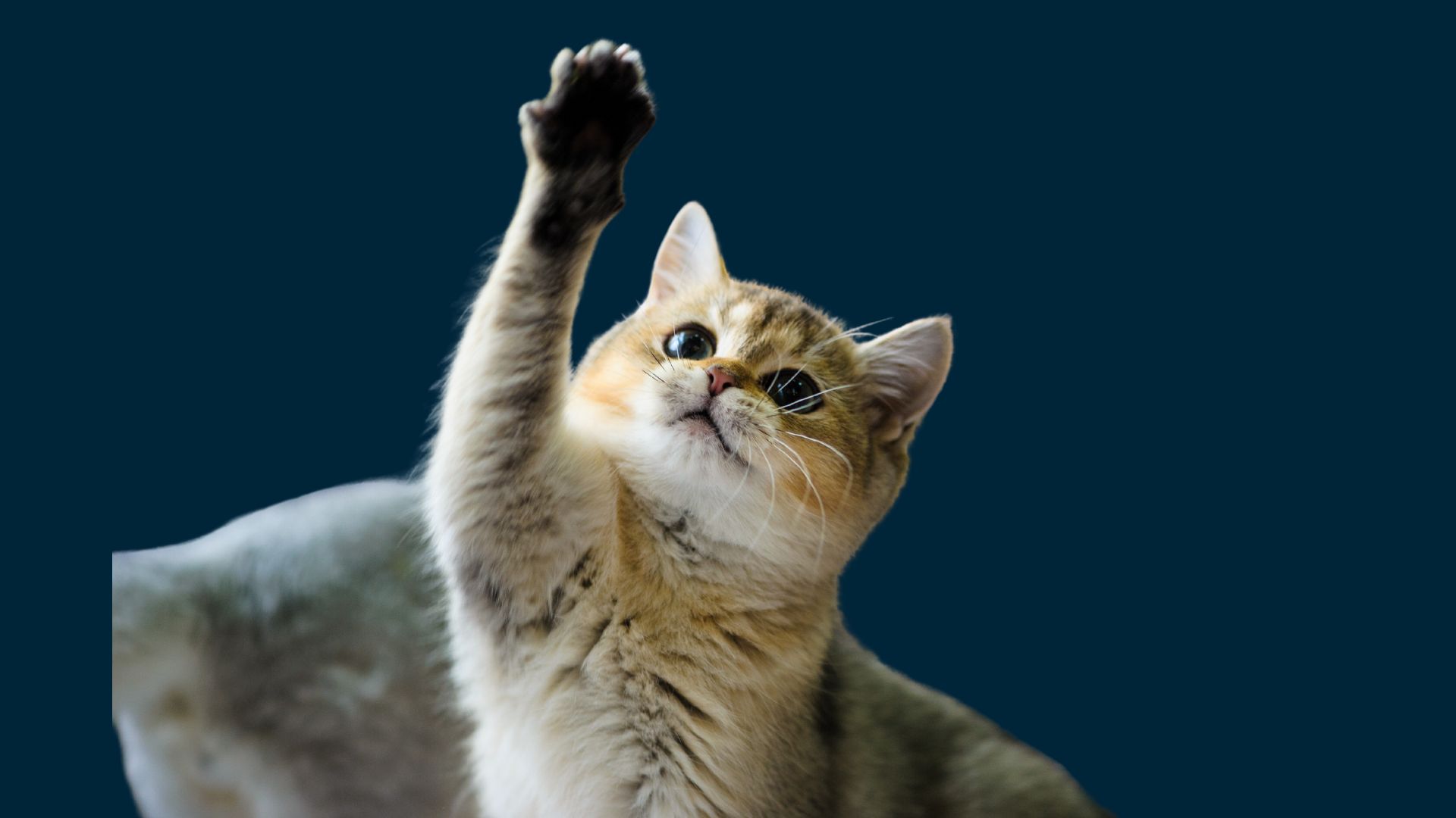 Optigro Pet Nutrition