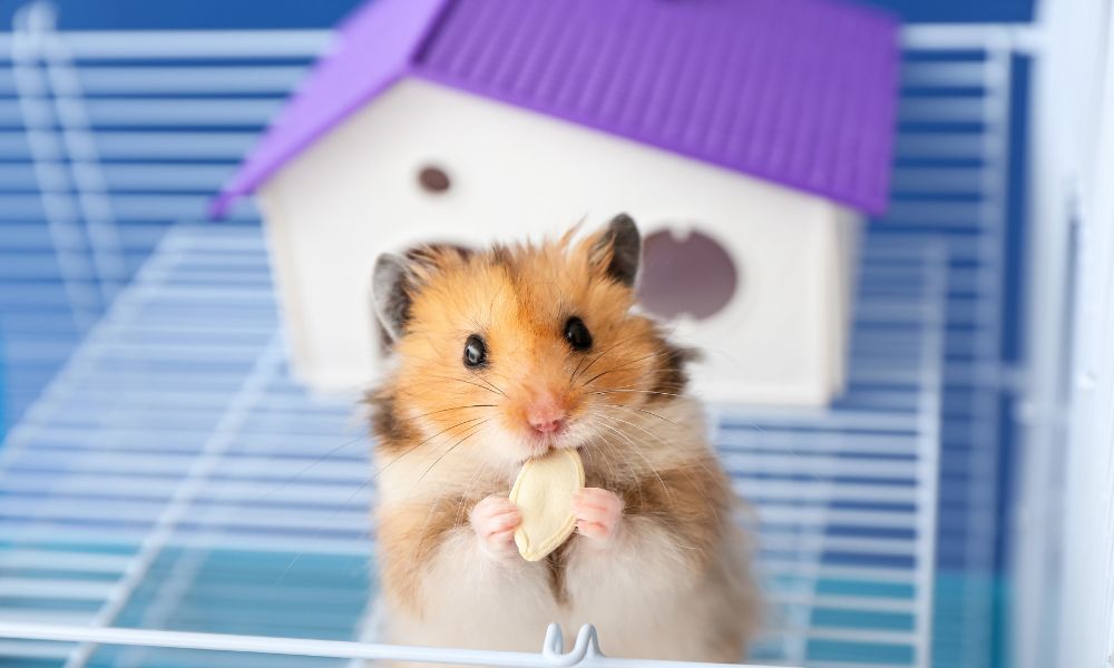 small animal products