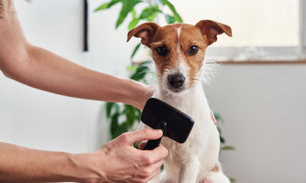 Dog Brushes