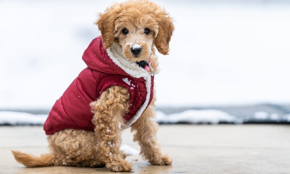 Winter Jerseys For Dogs